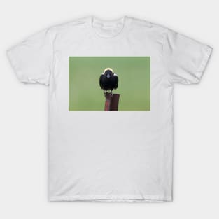 The name's Bobo...Bobolink T-Shirt